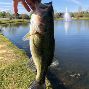 Meet your Posher, Brett